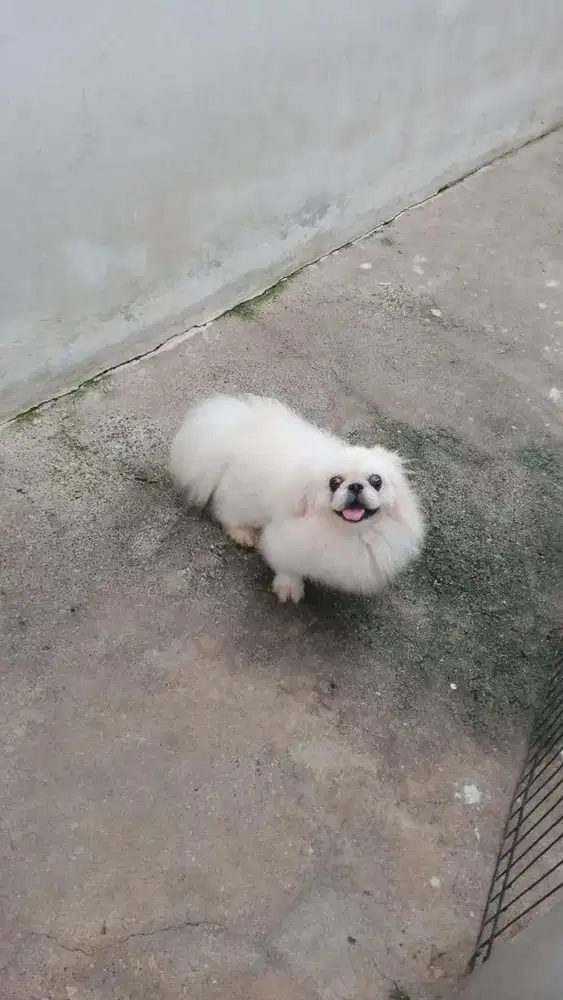 Pekingese putih Langka