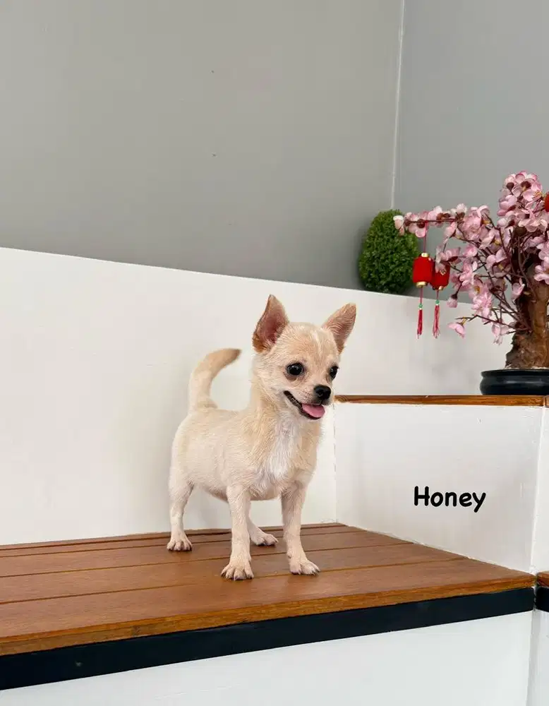 Chihuahua dear head lucu