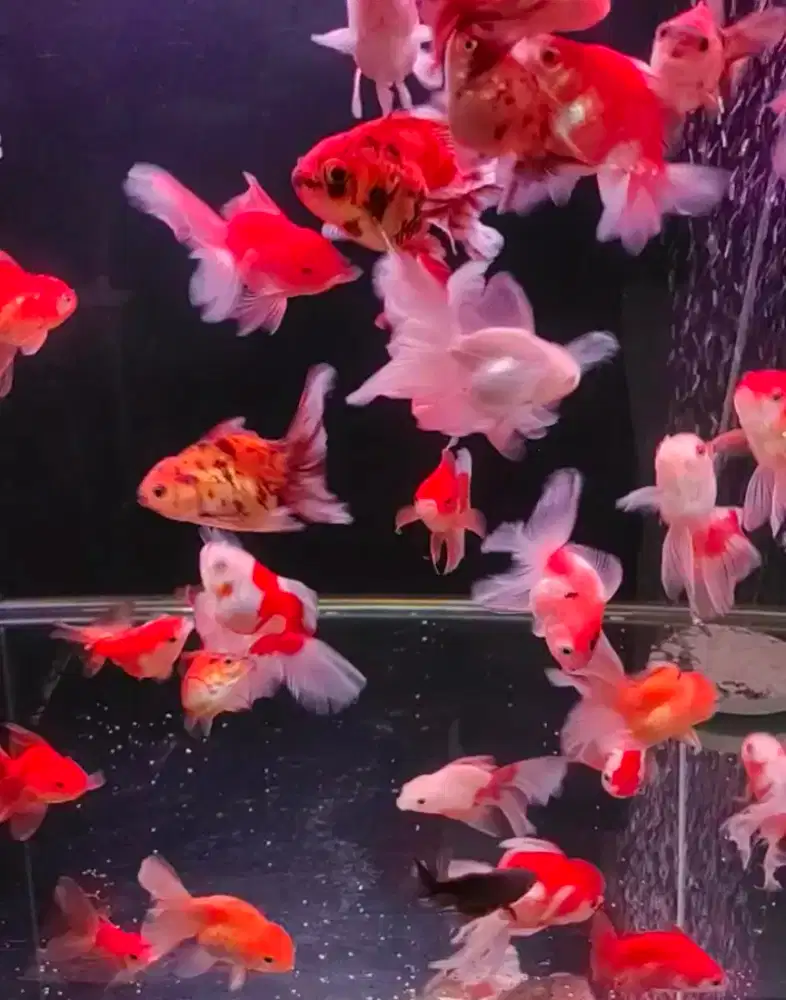 ikan mas koki long tail short tail bisa pilih ukuran 2-3jari goldfish