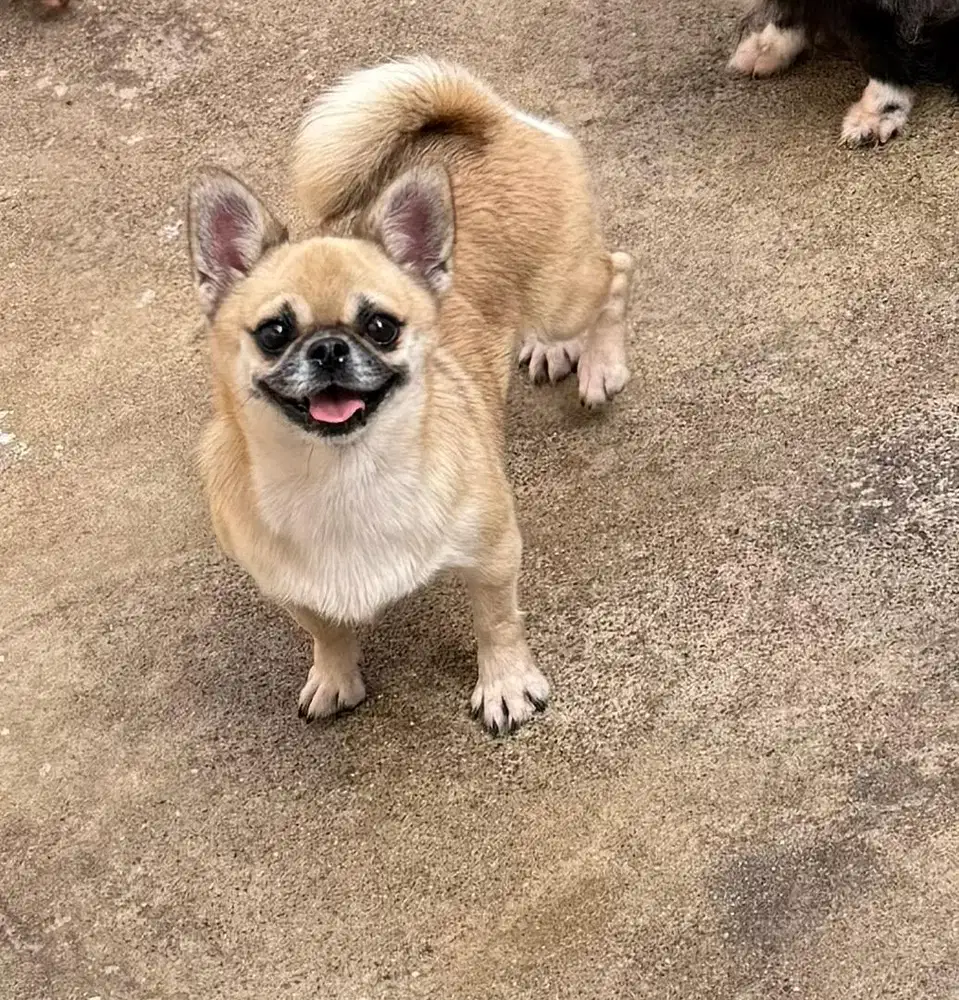 Chihuahua Butuh rumah baru