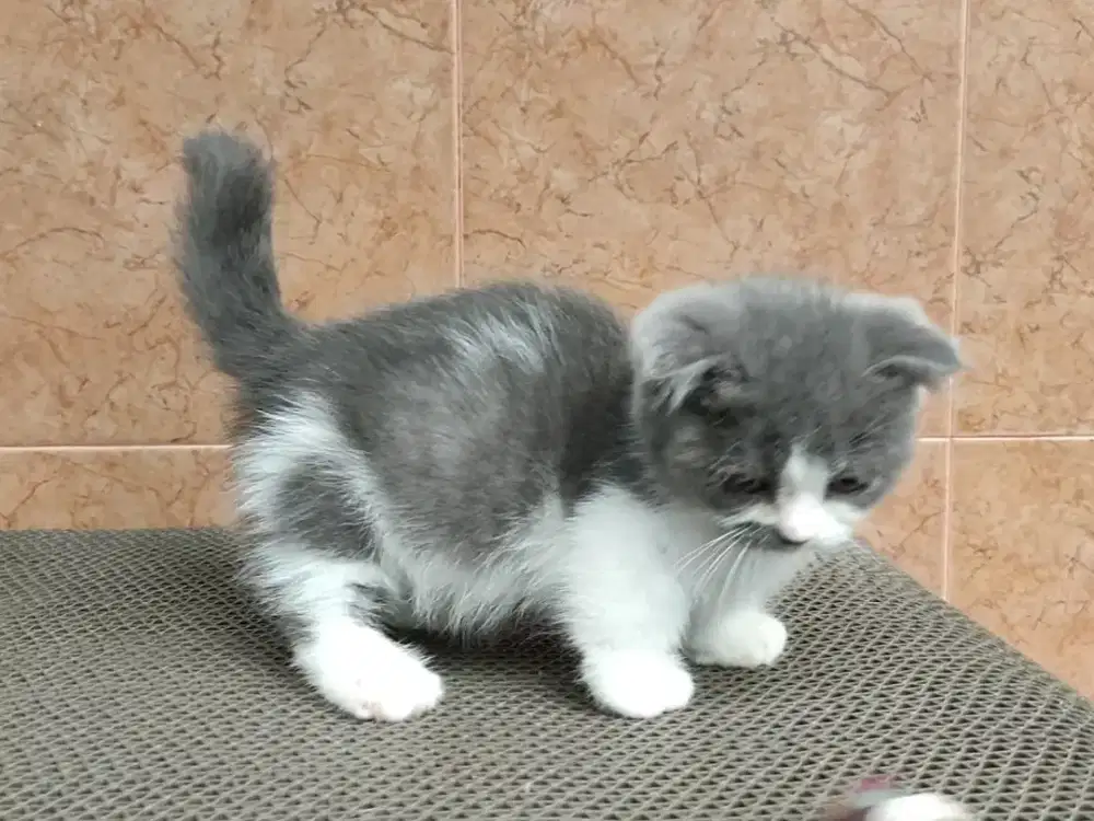Kitten Munchkin gaelic fold jantan