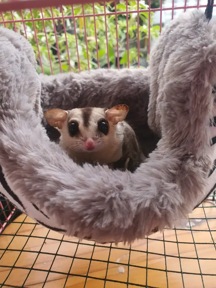 Sugar glider klasik