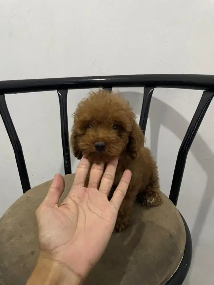 Red tiny poodle betina