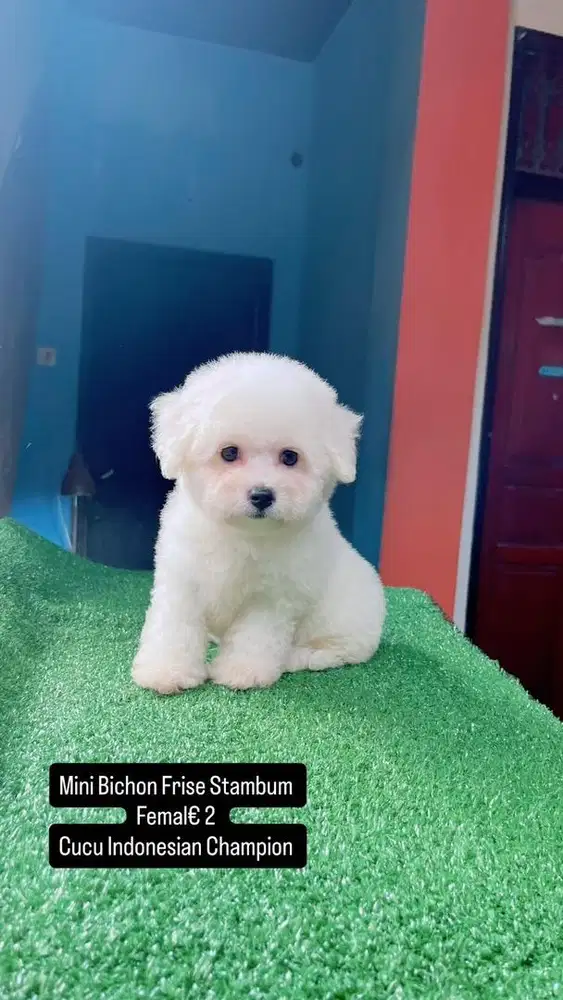 Mini Bichon Frise Stambum