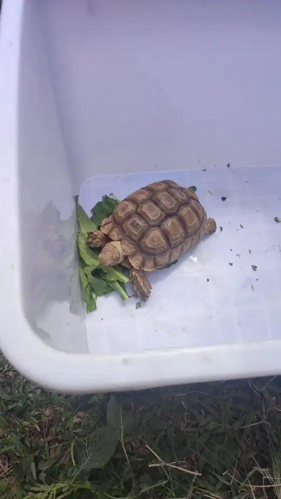 Sulcata/kura kura darat cantik uk 20cm