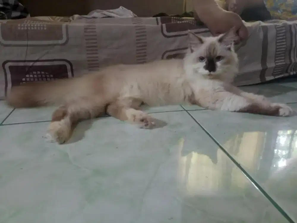 Himalaya Jantan 5 bulanan