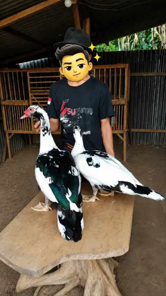 entok jumbo leher panjang punggung hitam