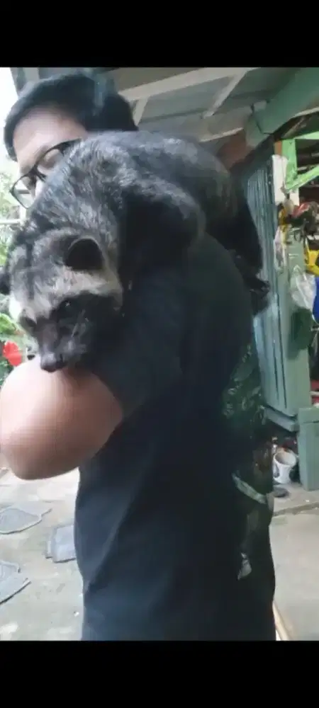Musang Pandan Jinak