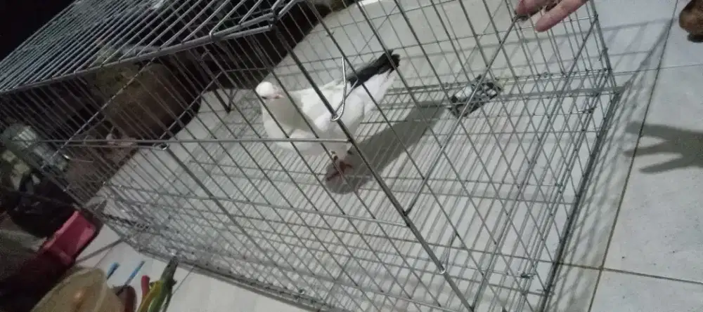 Kandang kucing ayam