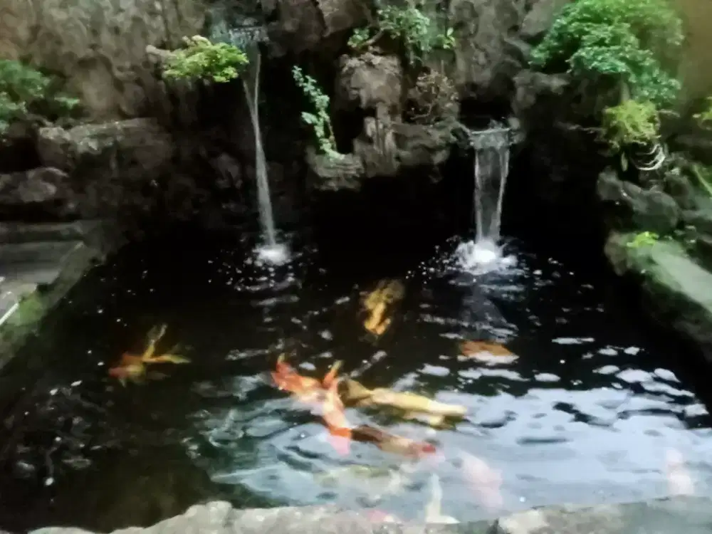 Perawatan ikan hias air tawar
