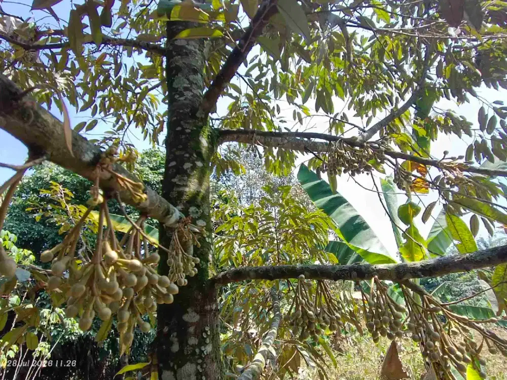 Investasi Kebun Durian & Manggis Siap Menghasilkan  13.678 m²  Harga Murah