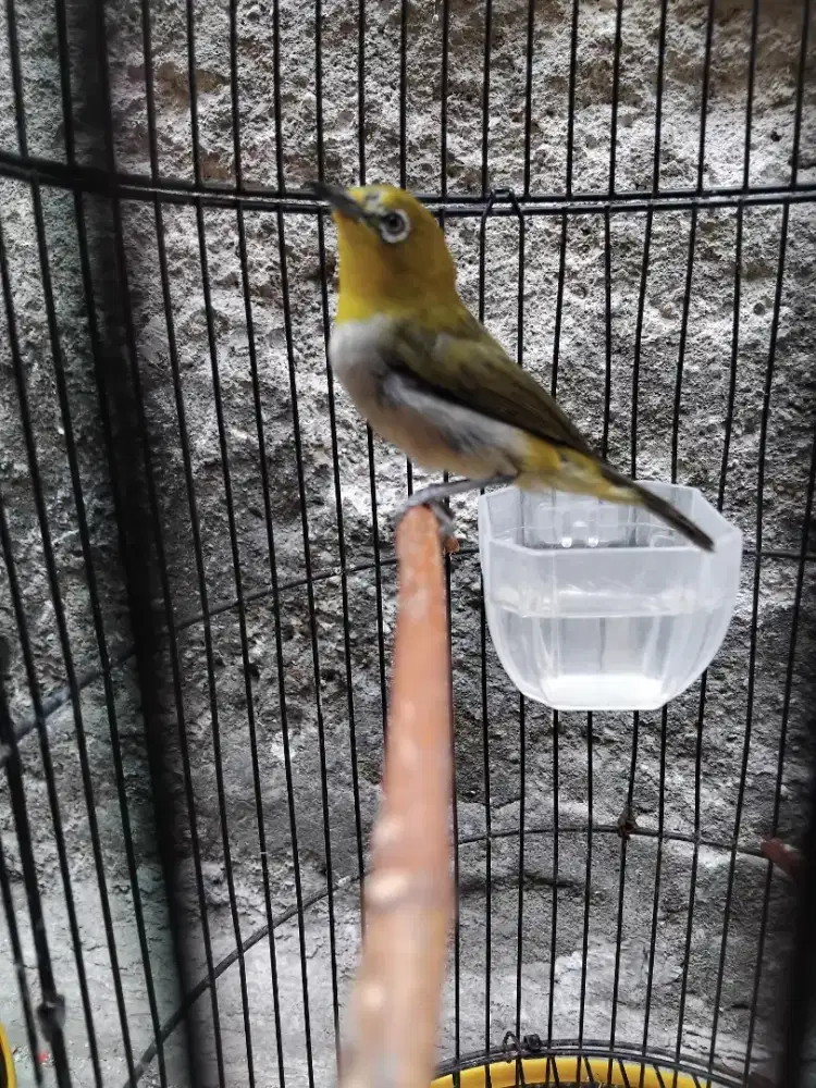 Burung kacamata