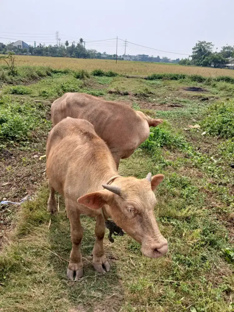 Di jual domba merino dan kebo bule