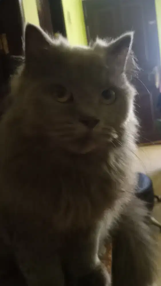 Kucing persia asli