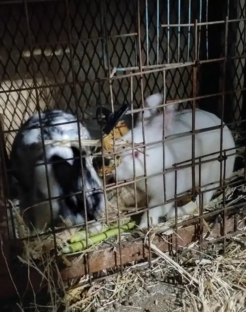 Pejantan Netherland Dwarf.