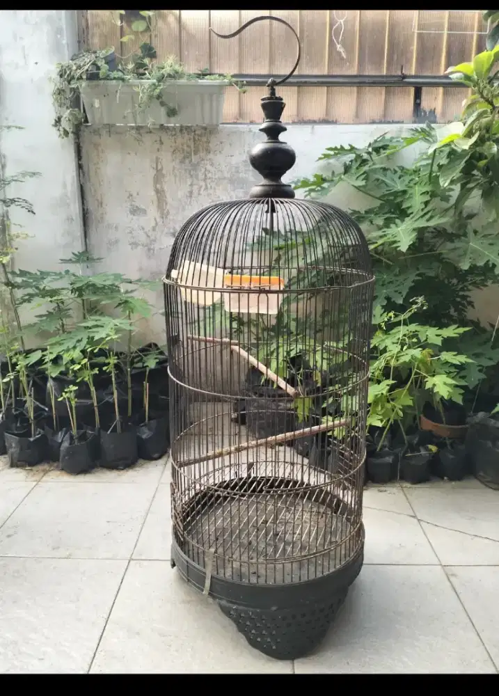 Kandang kapsul lovebird