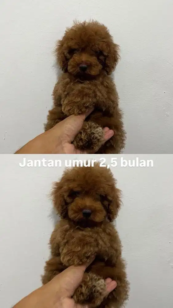 Tiny red poodle