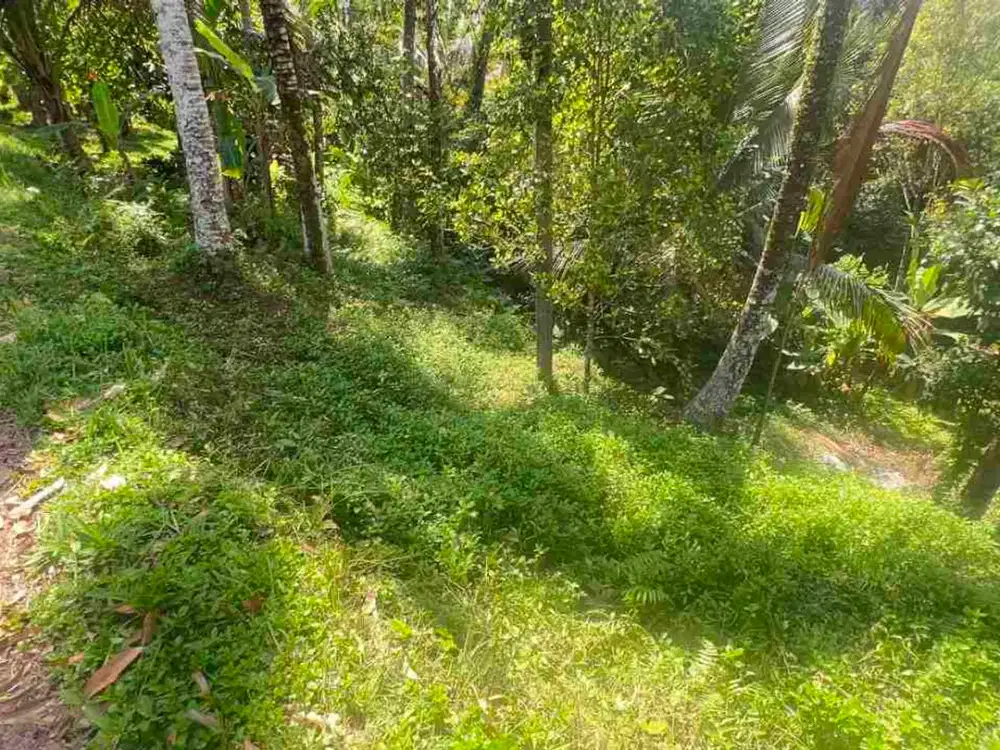 jual tanah kebun luas kecil los sungai di selemadeg tabanan bali.