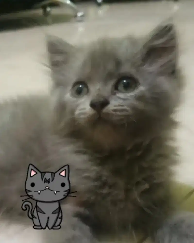 Kucing persia abu