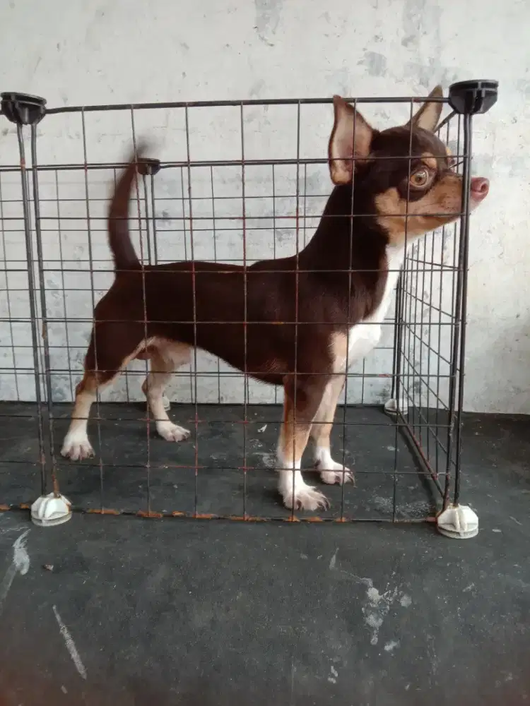 Chihuahua jantan 14 bulan normal