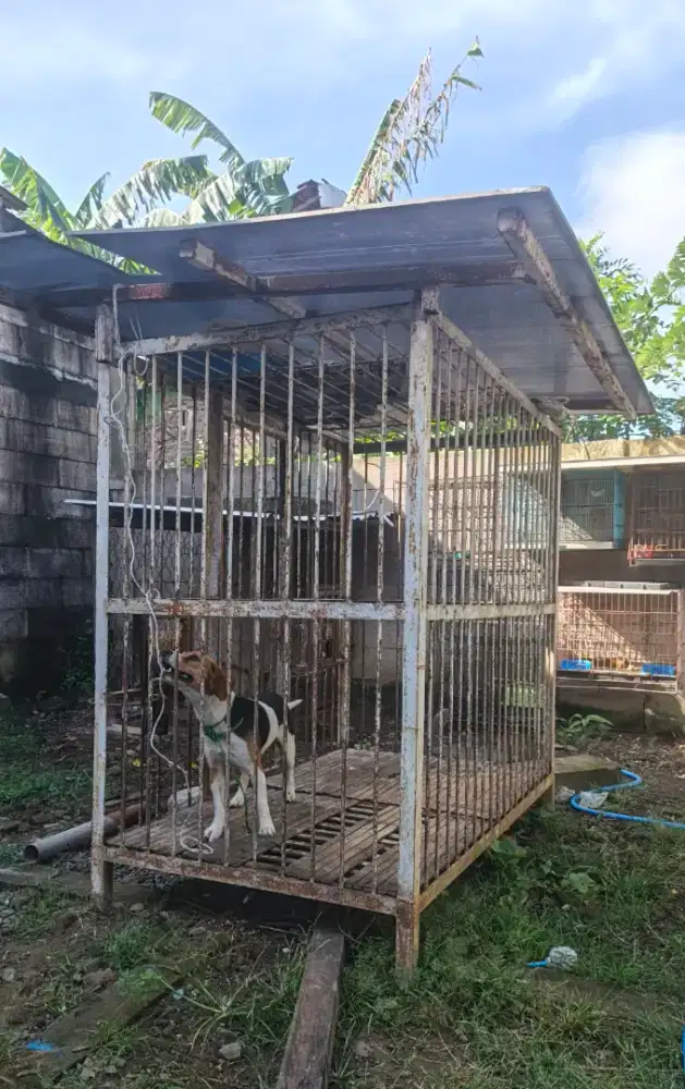KANDANG ANJING RAS BESAR