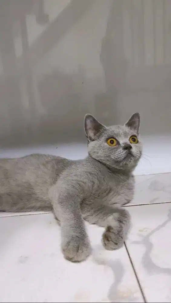 British Shorthair 4bulan jantan