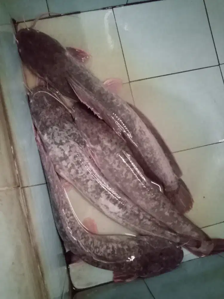 Jual indukan lele 2 jantan 2 betina siap pijah umur 2thn nan x