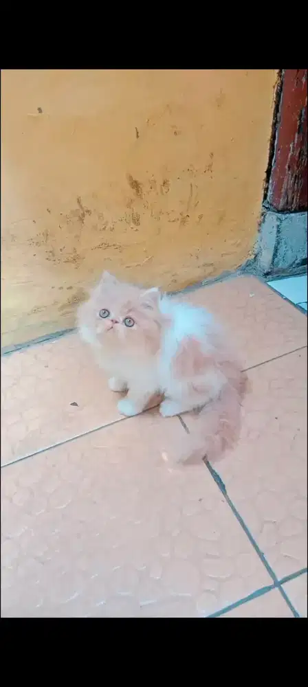 Kucing Persia Peaknose Cream White Jantan