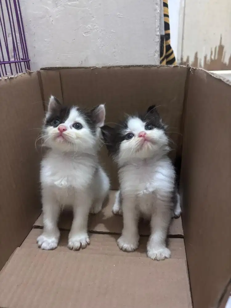 Open adopsi kitten ada 3