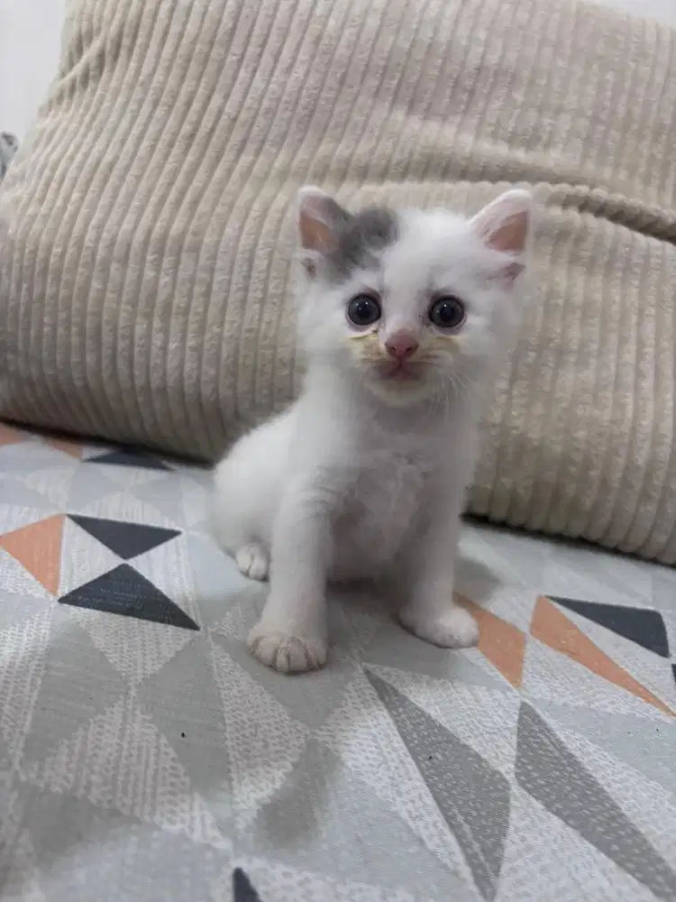 Open adopsi kitten ada 3