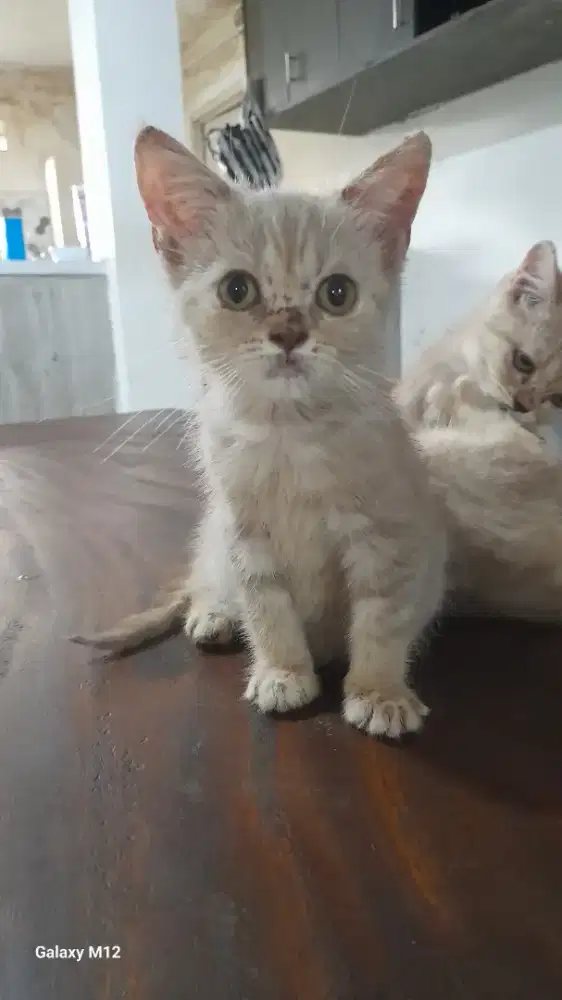 Kucing BSH kitten-betina