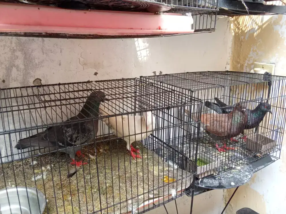 BURUNG MERPATI PASANGAN GIRING MUDA SEHAT BAHAN BAGUS RAWATAN SENFIRI