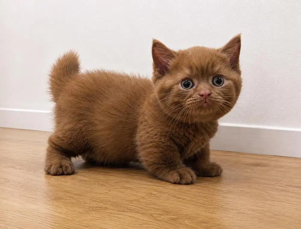 Munchkin bsh cinnamon