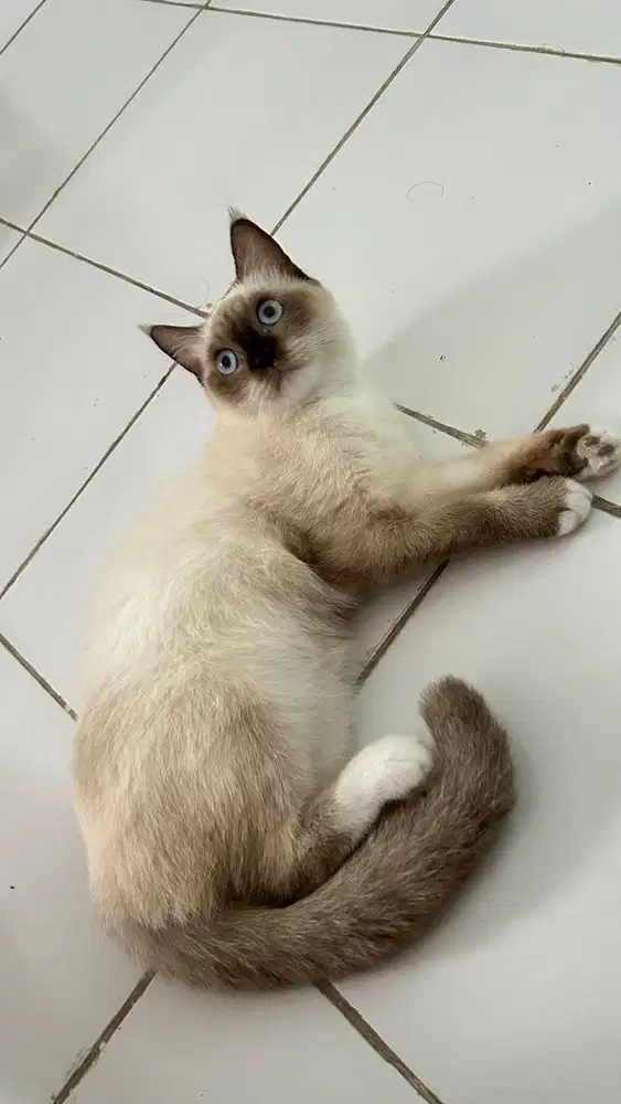 Kucing Betina Syam