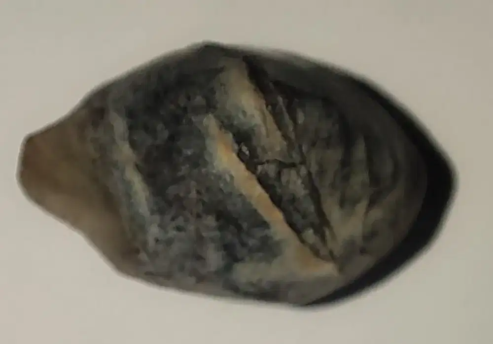 Batuan Langka Import Dari Lautan