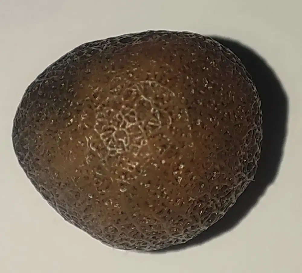 Batuan Langka Alami Berbunyi Import