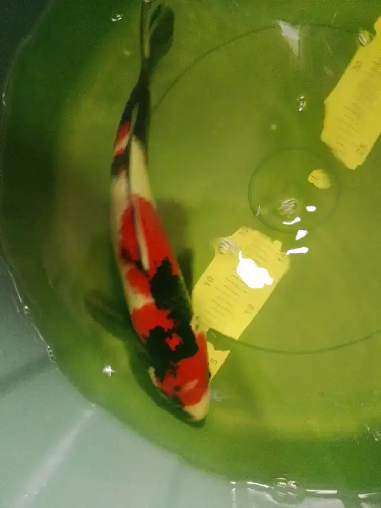 Ikan koi jenis Showa 36cm warna strong
