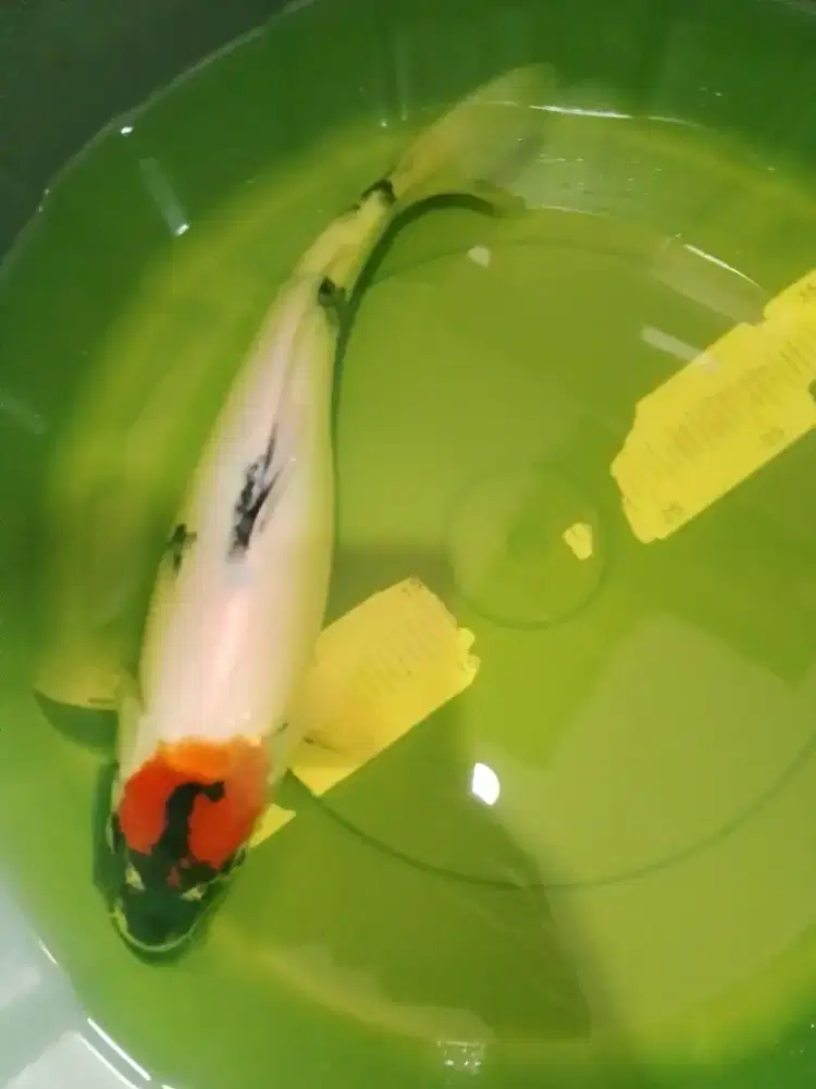 Ikan koi jenis Tancho Showa 39cm female