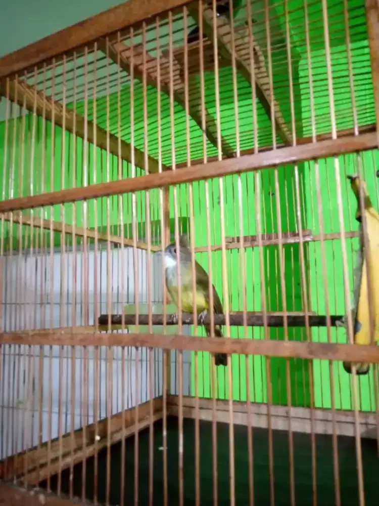 Burung Cucak Jenggot Jawa Masteran Murai