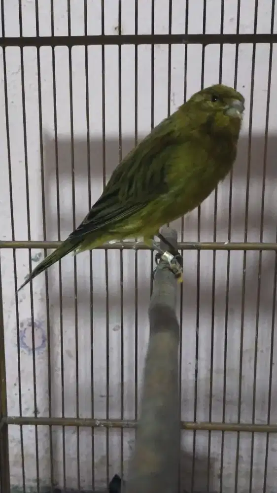Burung kenari F1ys gacor door (minus)