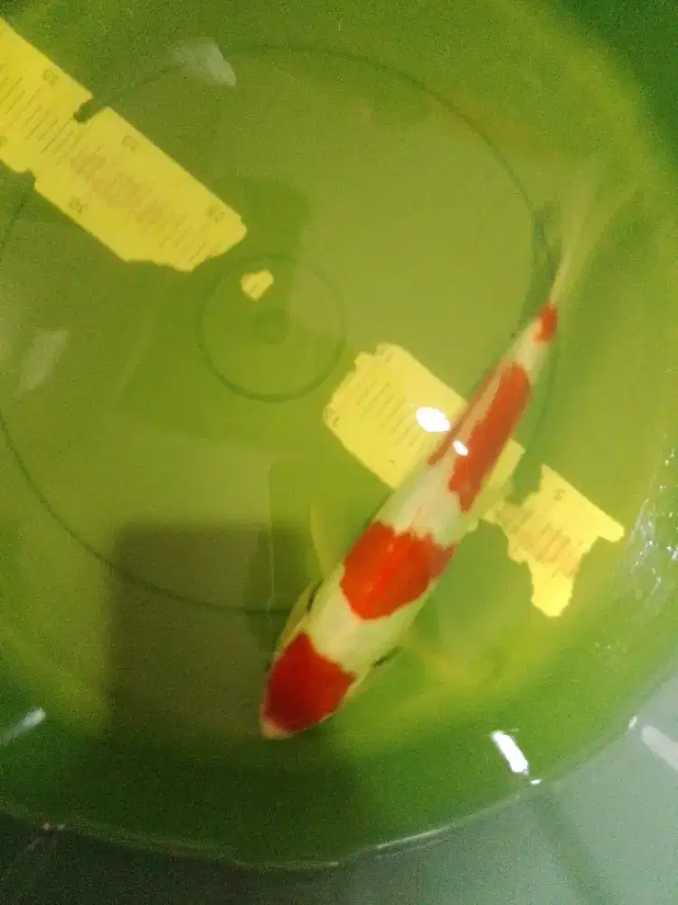 Ikan koi jenis Kohaku Doitsu 27cm