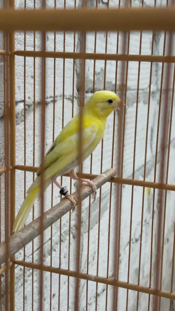 Burung kenari F1sf paud jantan