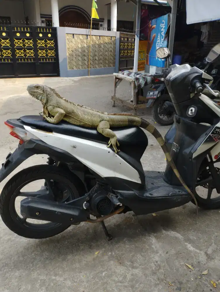 Iguana jumbo betina siap di kawinkan