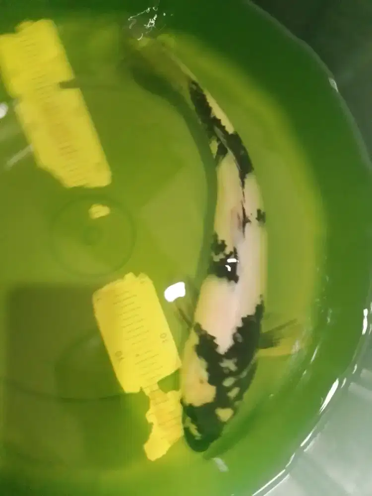 Ikan koi jenis Shiro 35cm pola bagus