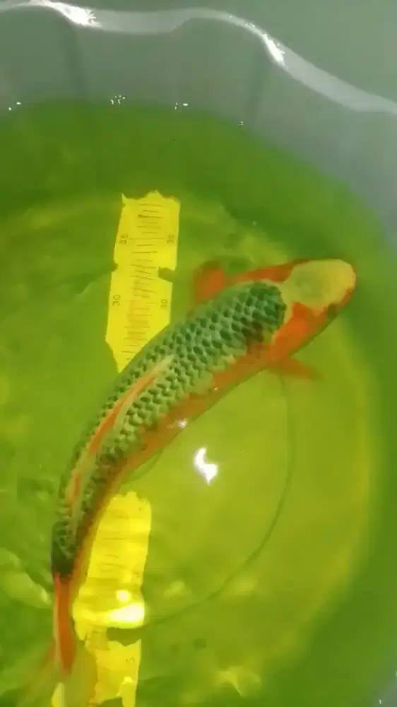 Ikan koi jenis Asagi 39cm male