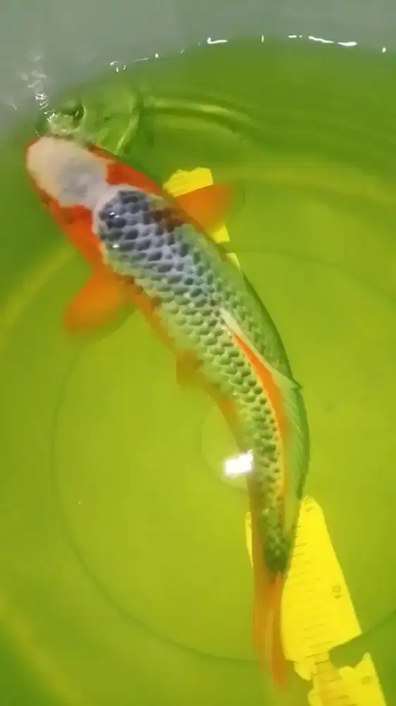 Ikan koi jenis Asagi 39cm