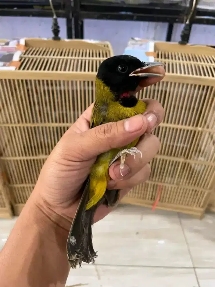 samyong jalu mulus