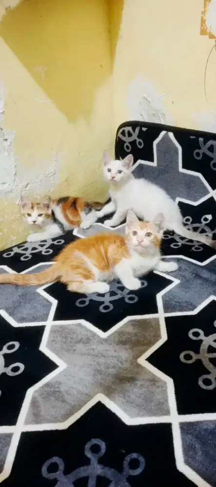 Anak kucing/kitten Persia mixdome