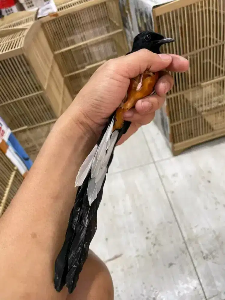 murai mh ekor panjang