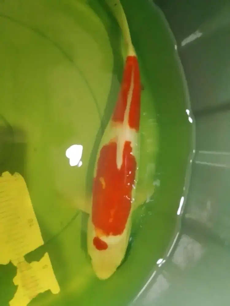Ikan koi jenis Kohaku Doitsu 30cm